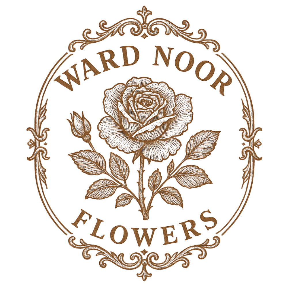 NOOR (1)